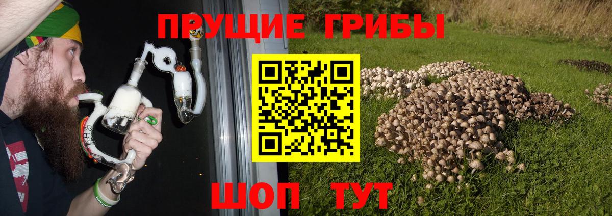 Псилоцибиновые грибы Cubensis  Галлюциногенные грибы Cubensis  Лесной  Вход с VPN 